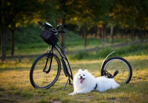 ダメージケアに最適な白髪カラーの選び方は？