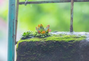 白髪染めの根元が伸びた時の効果的な対策は？