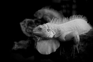 白髪染めのサブスクでお得なキャンペーンを実施しているブランドは？