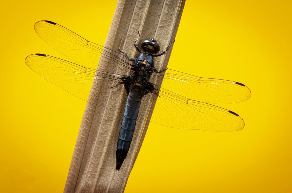 白髪染めのサブスクで初月無料のおすすめブランドは？