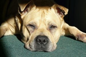 白髪染めのサブスクは口コミを信じてよいのか？