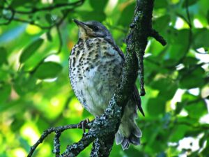 白髪染めのサブスク初月をワンコインで試すメリットは？