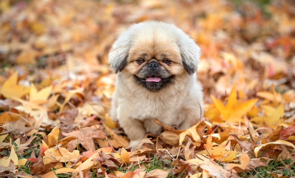 白髪染めサブスクの口コミで評判のブランドは？