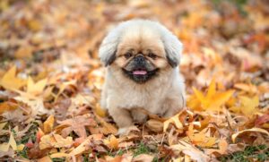 白髪染めサブスクの口コミで評判のブランドは？