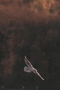 白髪染めのサブスクでキシキシ防止する方法は？