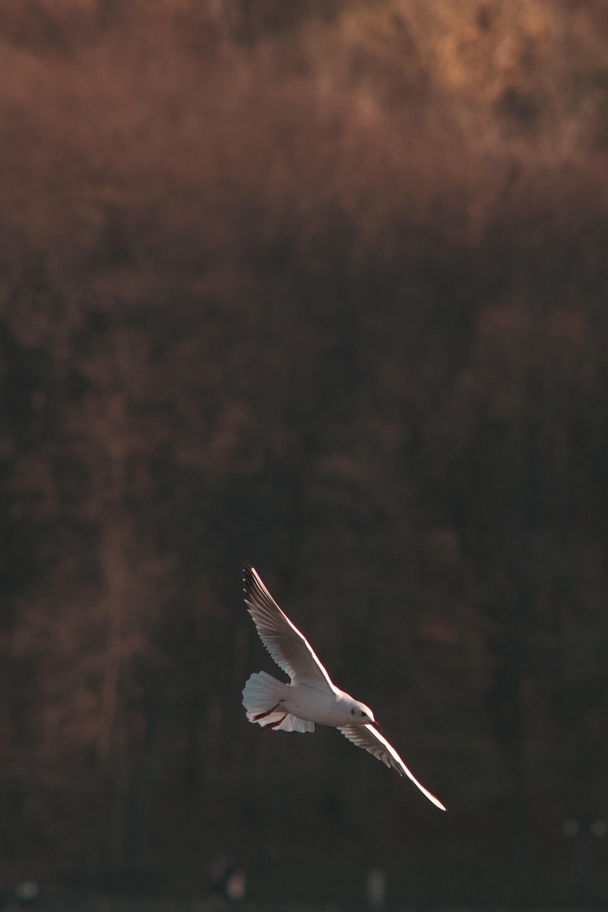 白髪染めのサブスクでキシキシ防止する方法は？