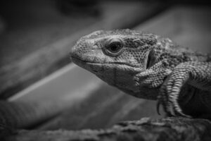 白髪染めのサブスクを利用する手軽な方法は？