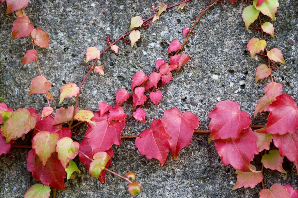 白髪染めをセルフで行うサブスクのメリットは？