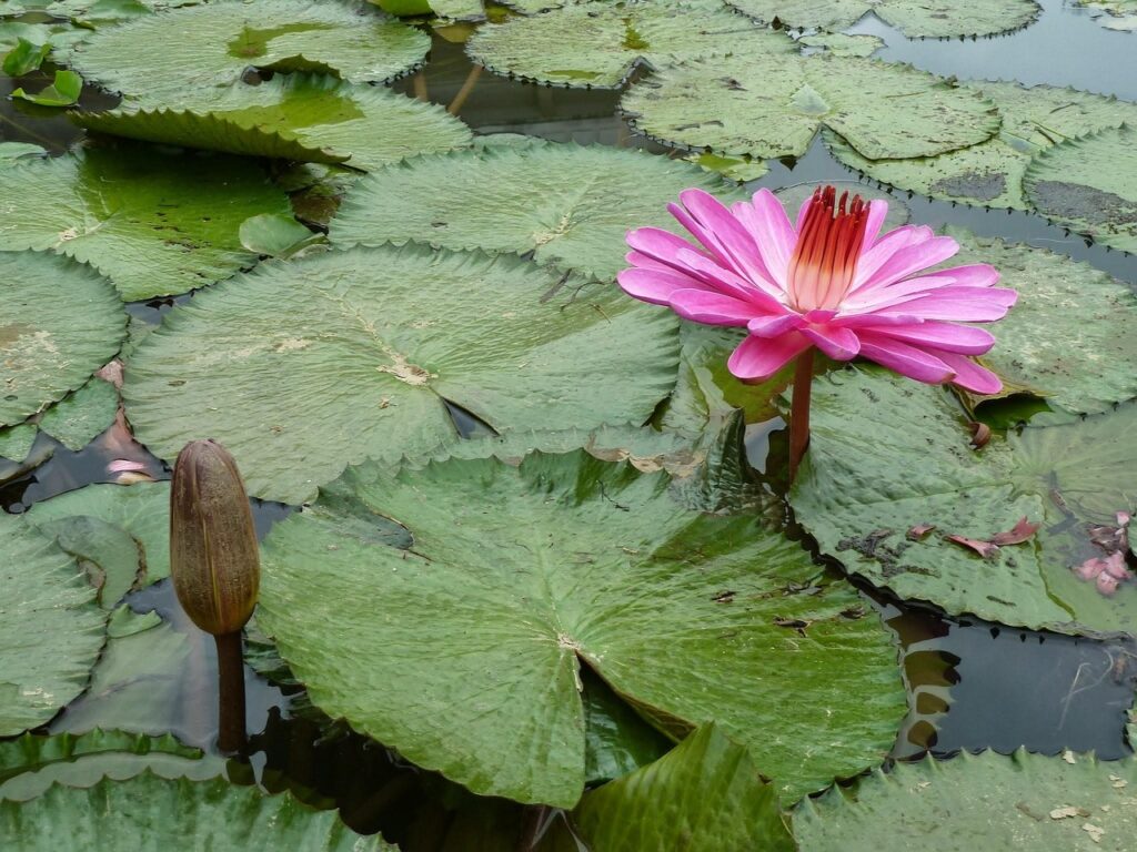 白髪染めサブスクをおすすめする理由とは？