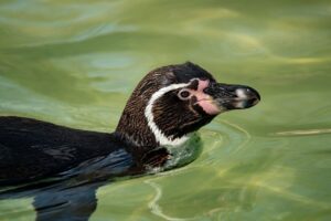 白髪ケアのサブスクは月額いくらで利用できる？